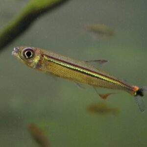 RAINBOW LIZARD TETRA - 彩虹蜻蜓灯