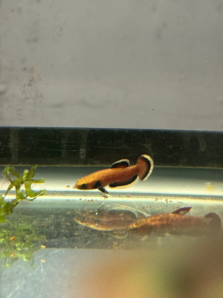 Betta Albimarginata [Pair]