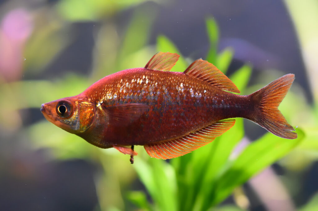 RED APPLE RAINBOWFISH - 红苹果美人