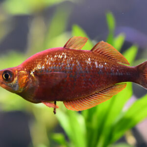 RED APPLE RAINBOWFISH - 红苹果美人