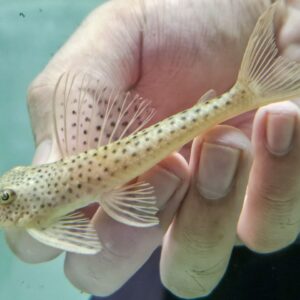 L011 TRESHER PLECO - 紅尾長腰珍珠