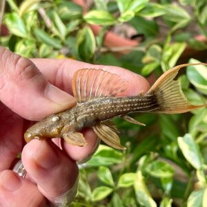 L24 RED FIN CACTUS PLECO - 绿裳红剑尾坦克异形