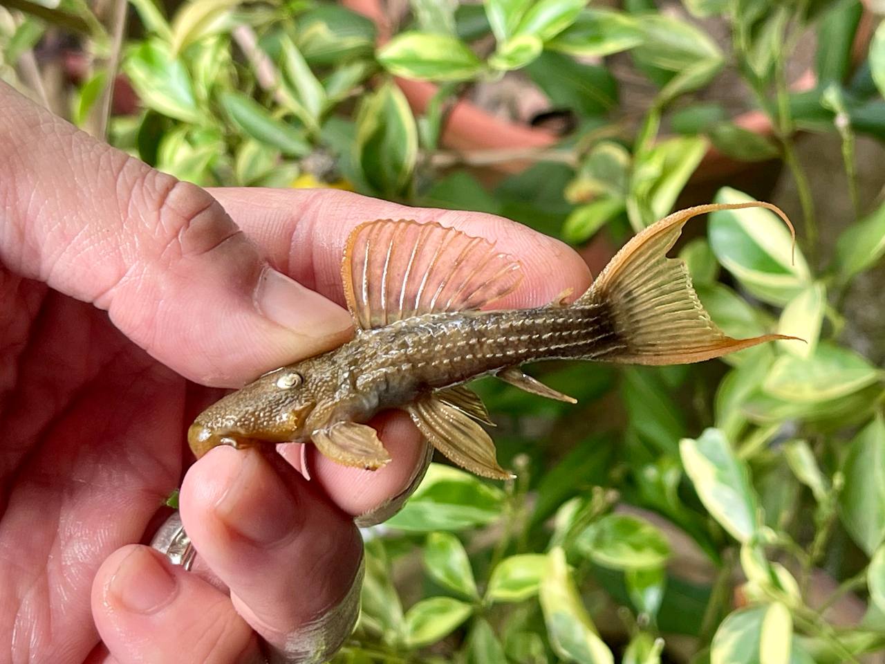 L24 RED FIN CACTUS PLECO - 绿裳红剑尾坦克异形