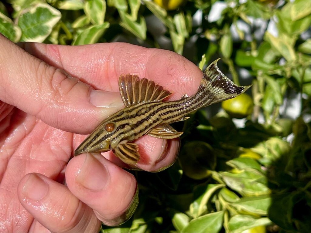 L27C ARAGUAIA GOLDLINE PLECO - 金线皇冠豹