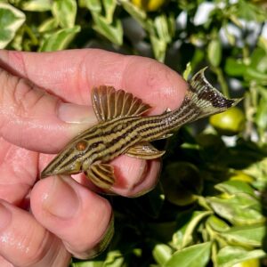 L27C ARAGUAIA GOLDLINE PLECO - 金线皇冠豹
