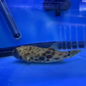 PUSTULATUS PUFFER - 红圆点狗头