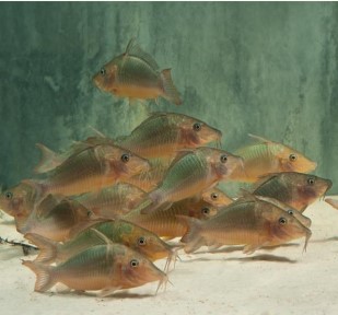 HOG-NOSE CORYDORAS - 长吻巨无霸鼠