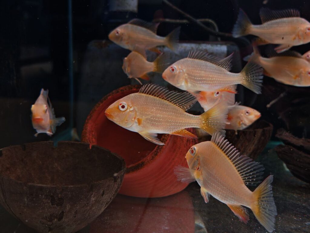 ALBINO THREADFIN ACARA CICHLID - 白子胭脂关刀鱼