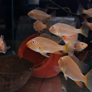 ALBINO THREADFIN ACARA CICHLID - 白子胭脂关刀鱼