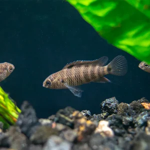 BLUE BADIS - 蓝帆变色龙