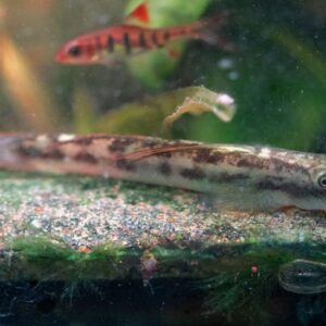 COCKATOO ROCK GOBY - 小頭飄鰭蝦虎