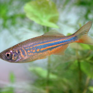 GIANT DANIO - 大斑马