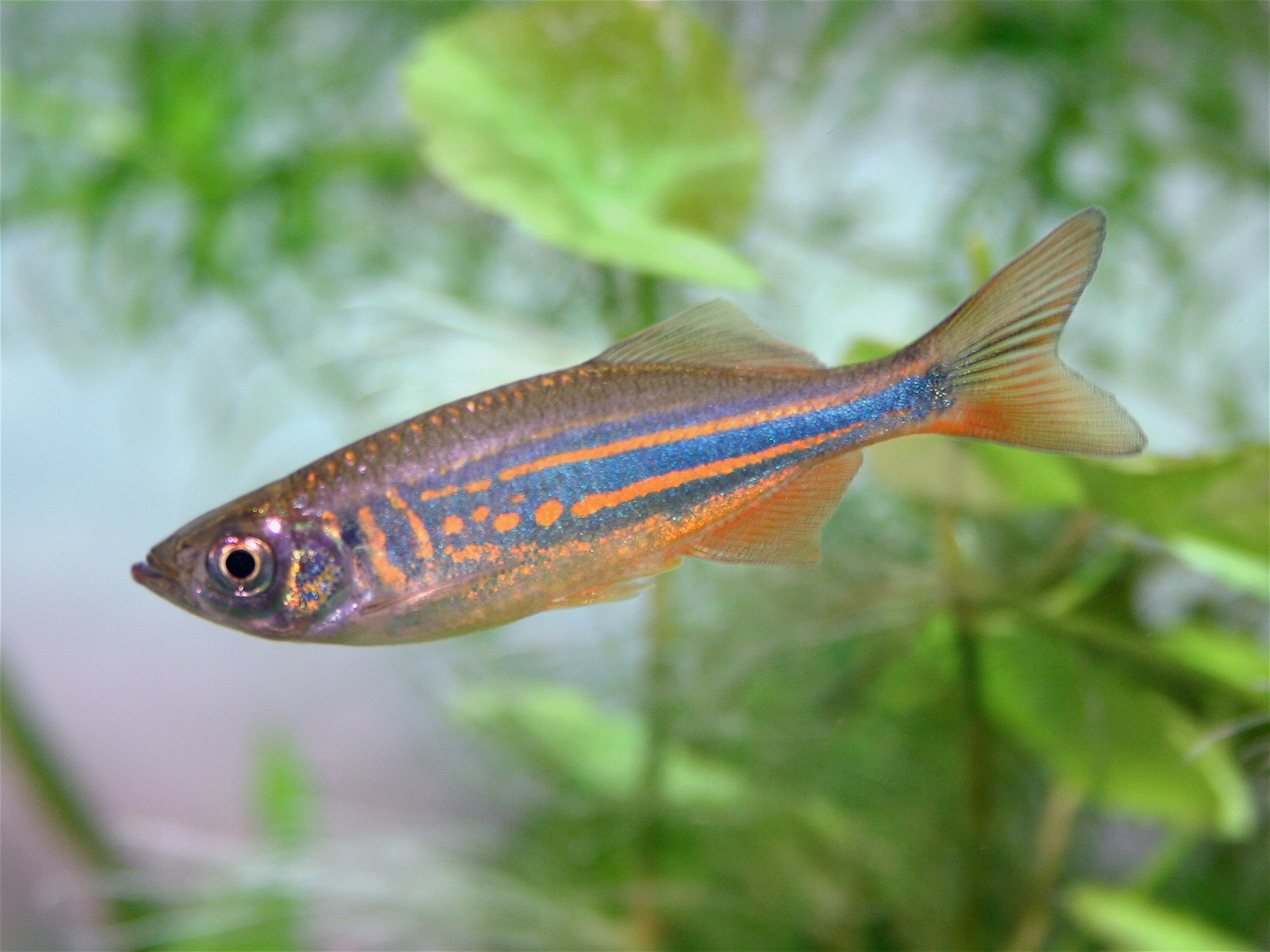GIANT DANIO - 大斑马