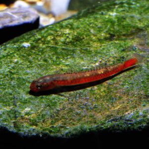 BIRDSONG GOBY - 桔紅枝枒鰕虎