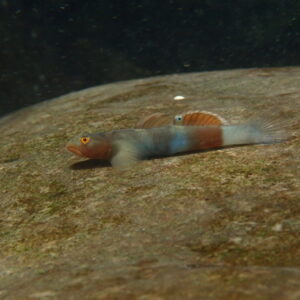 Venus Goby - 秀美韧虾虎