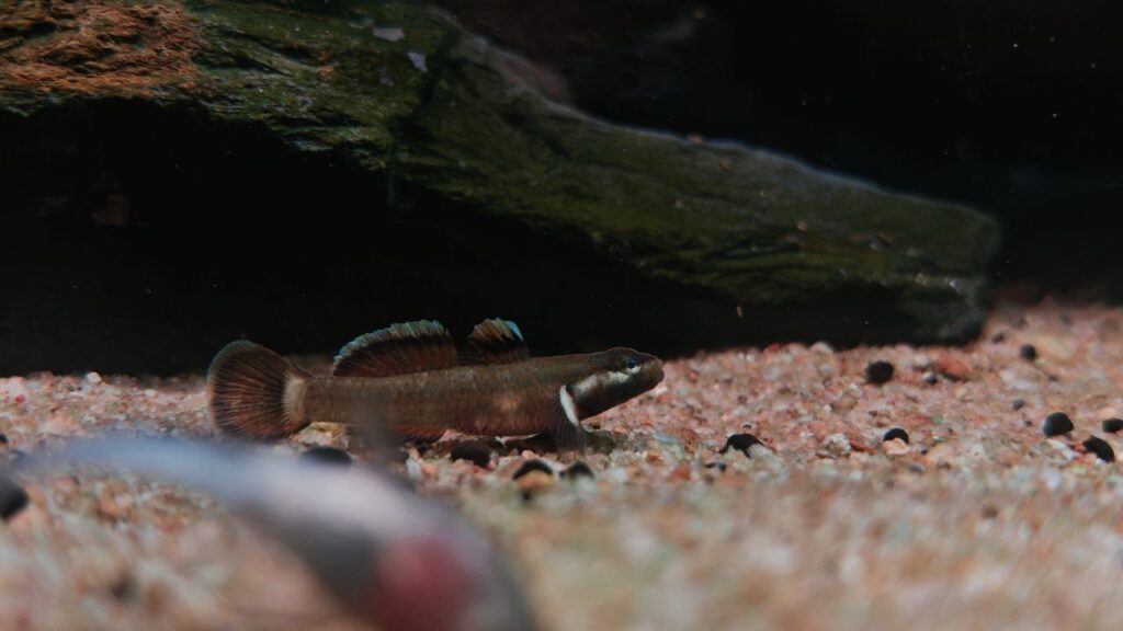 Rhinogobius sp. Chocolate - 新红吻虾虎