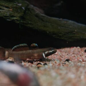 Rhinogobius sp. Chocolate - 新红吻虾虎